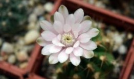 二十四节气小雪手抄报简笔画