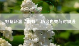 野猪泛滥“撒野”,防治也要与时俱进